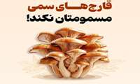 هشدار رئیس اورژانس آذربایجان‌غربی نسبت به مسمومیت با قارچ‌های وحشی در فصل بهار